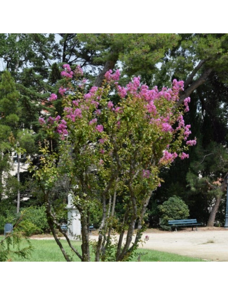 Lagerstroemia indyjska Lagerstroemia indica fioletowa