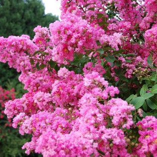Petite Pink Lagerstroemia indyjska różowa Lagerstroemia indica