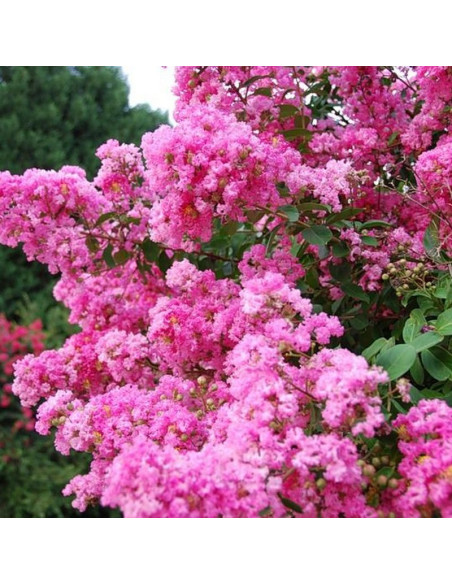 Petite Pink Lagerstroemia indyjska różowa Lagerstroemia indica