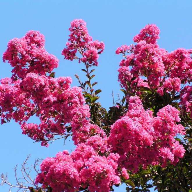 Lagerstroemia indica Lagerstroemia indyjska różowa Petite Pink