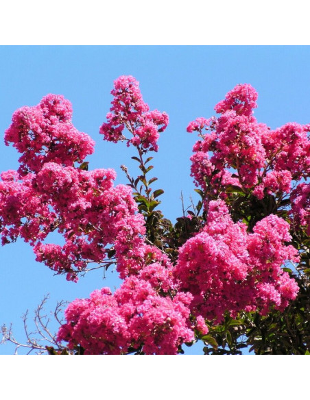 Lagerstroemia indica Lagerstroemia indyjska różowa Petite Pink