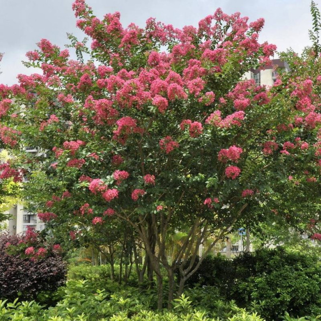 Petite Pink Lagerstroemia indica Lagerstroemia indyjska różowa
