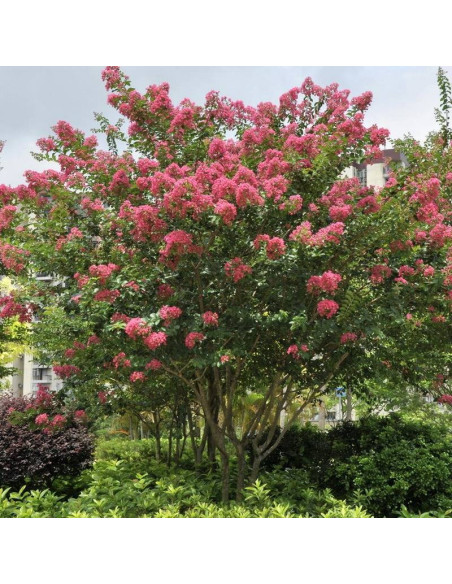 Petite Pink Lagerstroemia indica Lagerstroemia indyjska różowa