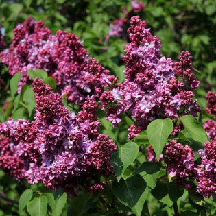 Lilak pospolity Président Poincaré Syringa vulgaris