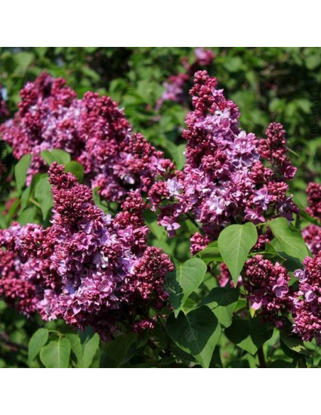 Lilak pospolity Président Poincaré Syringa vulgaris