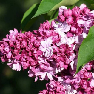 Lilak pospolity Président Poincaré Syringa vulgaris 2