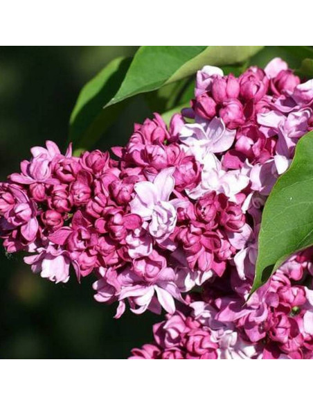 Président Poincaré Syringa vulgaris Lilak pospolity