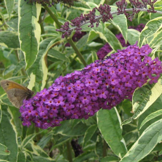 Budleja Davida Harlequin Buddleja davidii