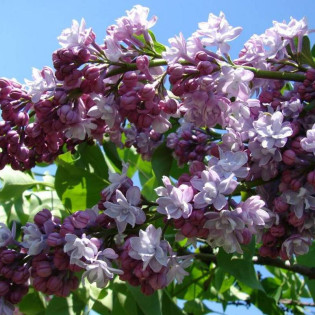 Syringa vulgaris Lilak pospolity Michel Buchner