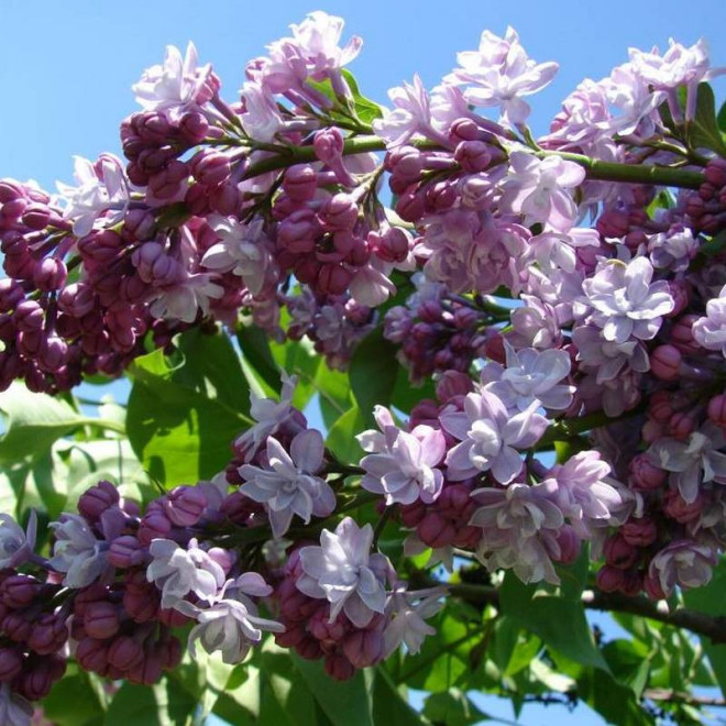 Syringa vulgaris Lilak pospolity Michel Buchner