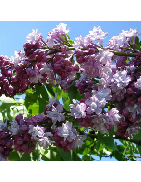 Syringa vulgaris Lilak pospolity Michel Buchner