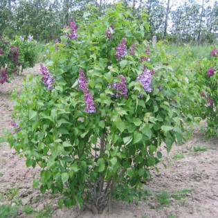 Syringa vulgaris Lilak pospolity Michel Buchner 2