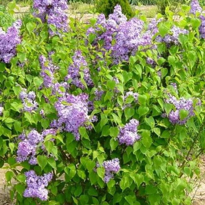 Michel Buchner Syringa vulgaris Lilak pospolity Michel Buchner Syringa vulgaris Lilak pospolity