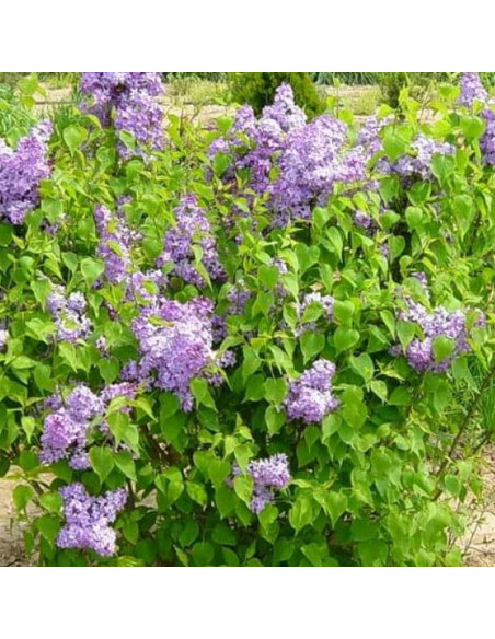 Michel Buchner Syringa vulgaris Lilak pospolity