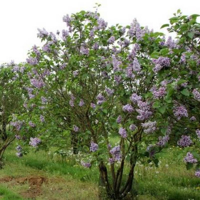 Syringa vulgaris Lilak pospolity Kathrine Havemeyer