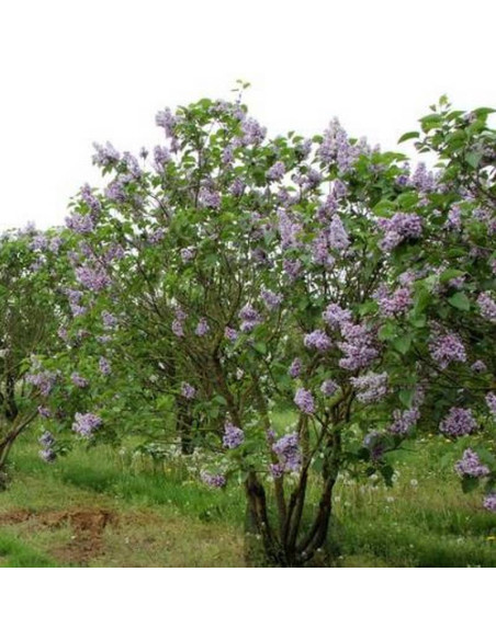 Syringa vulgaris Lilak pospolity Kathrine Havemeyer