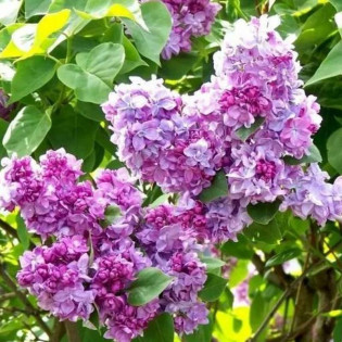 Syringa vulgaris Lilak pospolity Kathrine Havemeyer 2