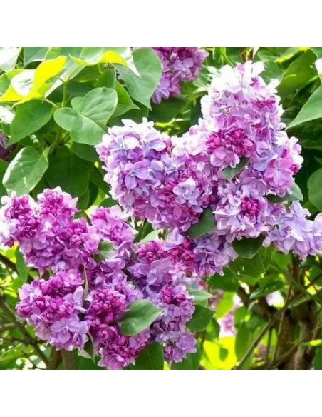 Lilak pospolity Kathrine Havemeyer Syringa vulgaris