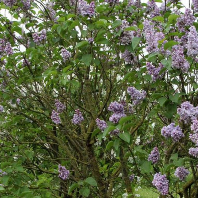 Kathrine Havemeyer Syringa vulgaris Lilak pospolity