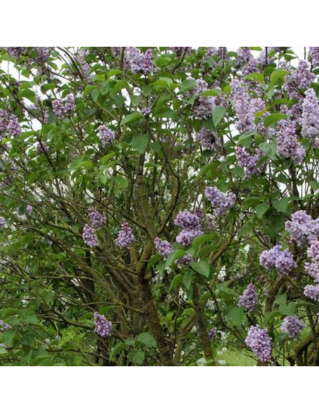 Kathrine Havemeyer Syringa vulgaris Lilak pospolity