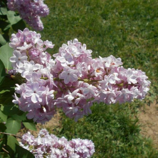 Lilak pospolity Belle de Nancy Syringa vulgaris