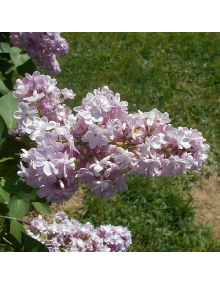 Lilak pospolity Belle de Nancy Syringa vulgaris