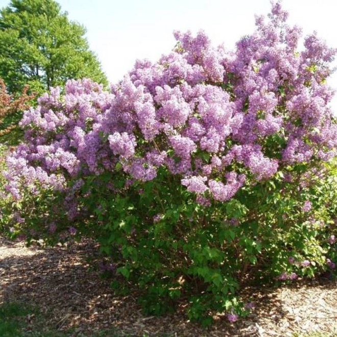 Syringa vulgaris Lilak pospolity Belle de Nancy