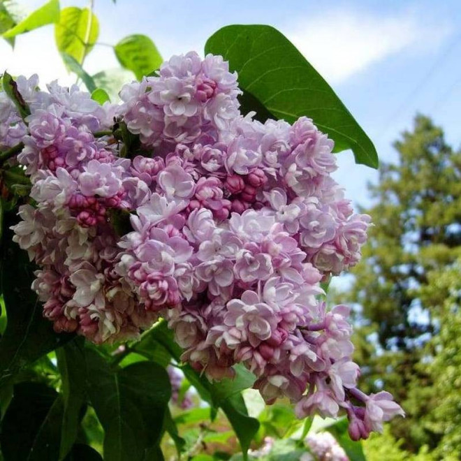 Belle de Nancy Syringa vulgaris Lilak pospolity