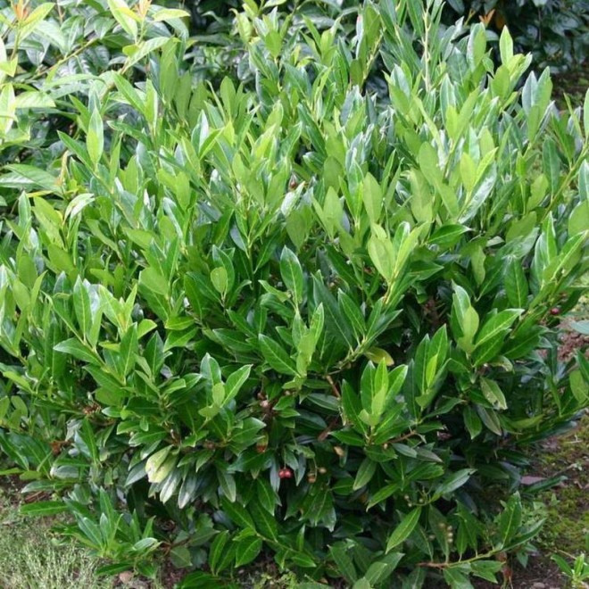 Prunus laurocerasus Laurowiśnia wschodnia Caucasica