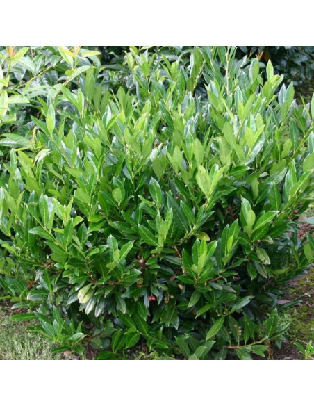 Prunus laurocerasus Laurowiśnia wschodnia Caucasica