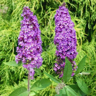 Budleja Davida Ile de France Buddleja davidii