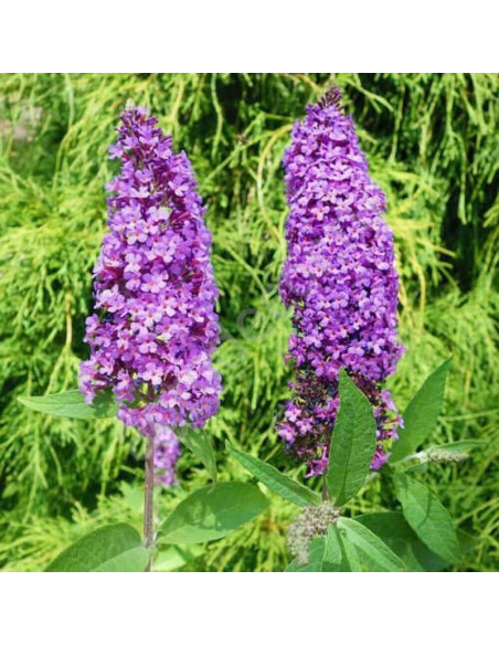 Budleja Davida Ile de France Buddleja davidii