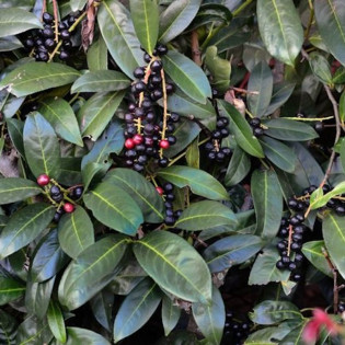 Caucasica Laurowiśnia wschodnia Prunus laurocerasus 2