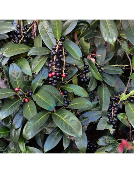 Laurowiśnia wschodnia Caucasica Prunus laurocerasus