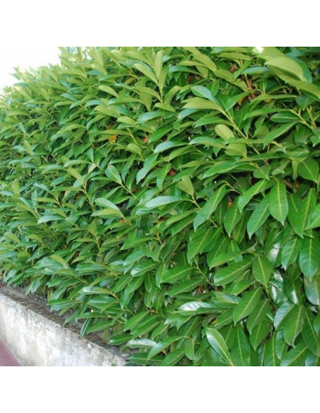 Caucasica Laurowiśnia wschodnia Prunus laurocerasus