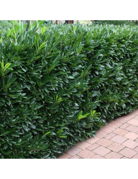 Laurowiśnia wschodnia Caucasica Prunus laurocerasus