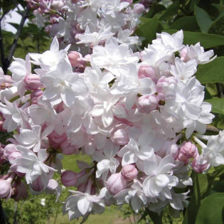 Beauty of Moscow Krasawica Moskwy Syringa vulgaris Lilak pospolity