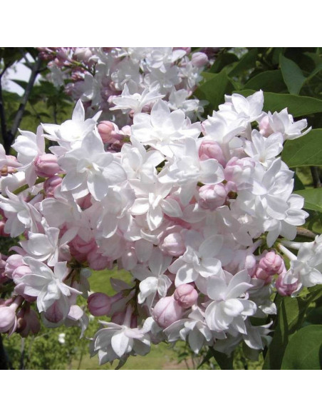 Beauty of Moscow Krasawica Moskwy Syringa vulgaris Lilak pospolity