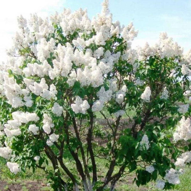 Lilak pospolity Beauty of Moscow Krasawica Moskwy Syringa vulgaris