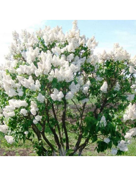Lilak pospolity Beauty of Moscow Krasawica Moskwy Syringa vulgaris