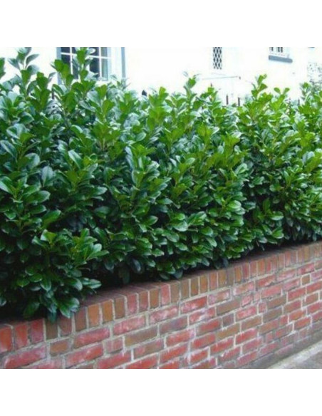 Prunus laurocerasus Laurowiśnia wschodnia Novita