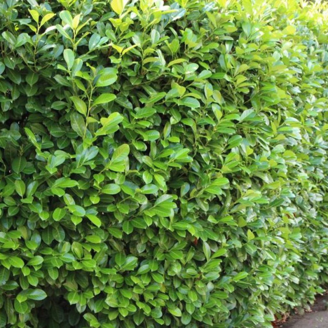 Novita Laurowiśnia wschodnia Prunus laurocerasus