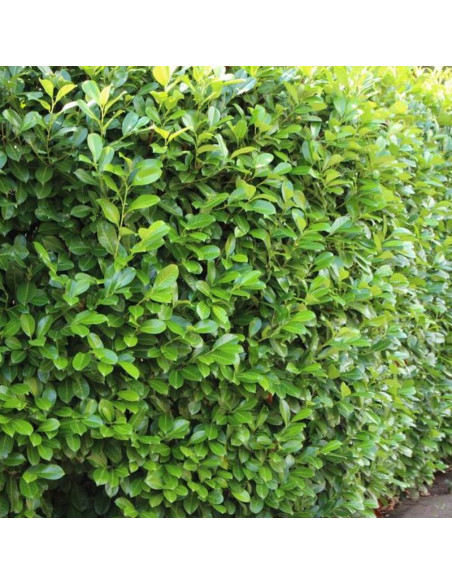 Novita Laurowiśnia wschodnia Prunus laurocerasus