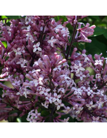 Palibin Bez Syringa meyeri Lilak Meyera