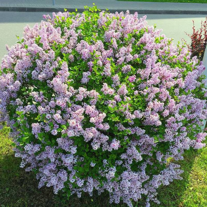 Lilak Meyera Palibin Bez Syringa meyeri