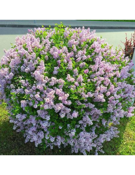 Lilak Meyera Palibin Bez Syringa meyeri