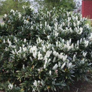 Prunus laurocerasus Laurowiśnia wschodnia Otto Luyken
