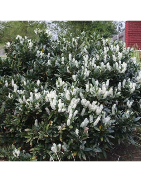 Prunus laurocerasus Laurowiśnia wschodnia Otto Luyken