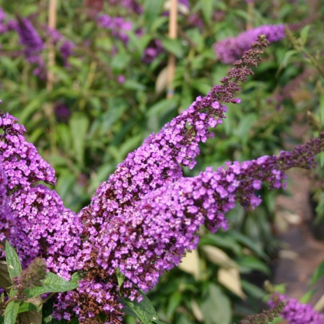 Buddleja davidii Budleja Davida Ile de France