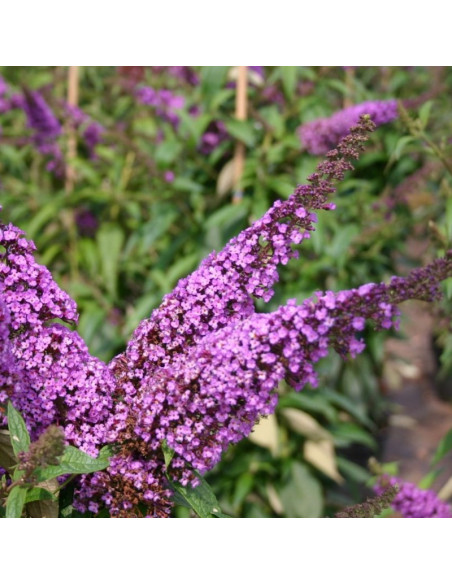 Buddleja davidii Budleja Davida Ile de France